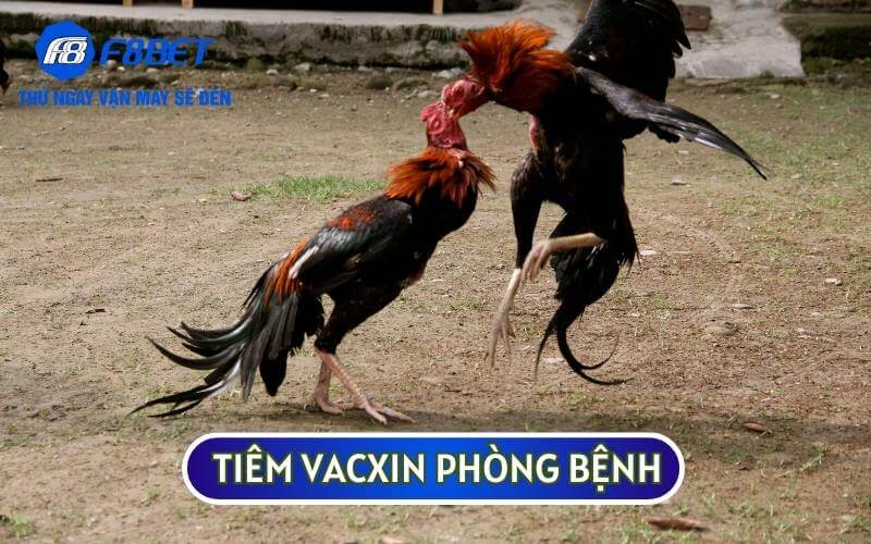 Sư kê cần tiêm vacxin phòng bênh đầy đủ cho chiến kê của mình 